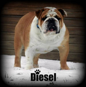 diesel5.jpg
